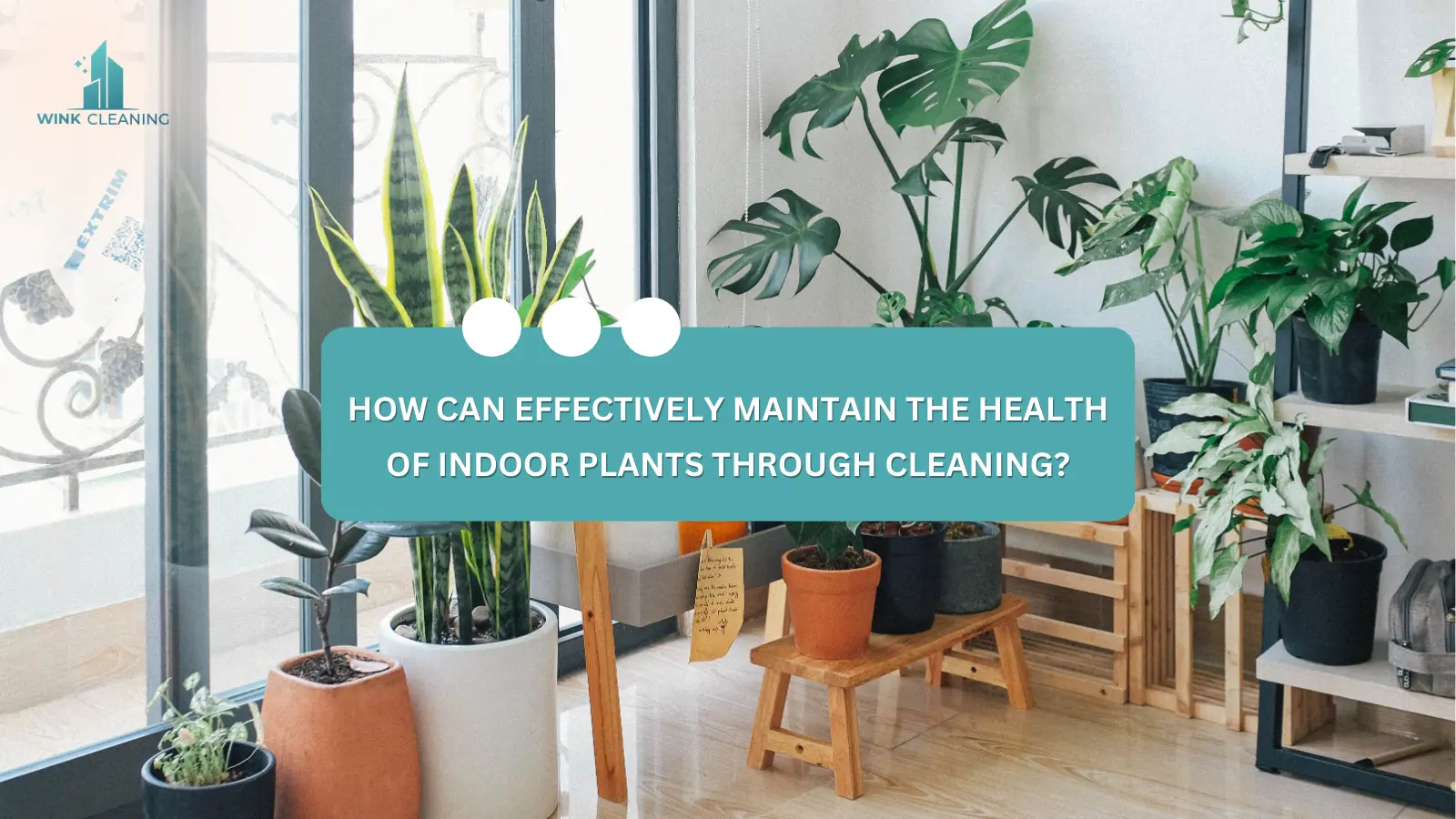 How Can Effectively Maintain the Health of Indoor Plants Through Cleaning? - Wink Cleaning